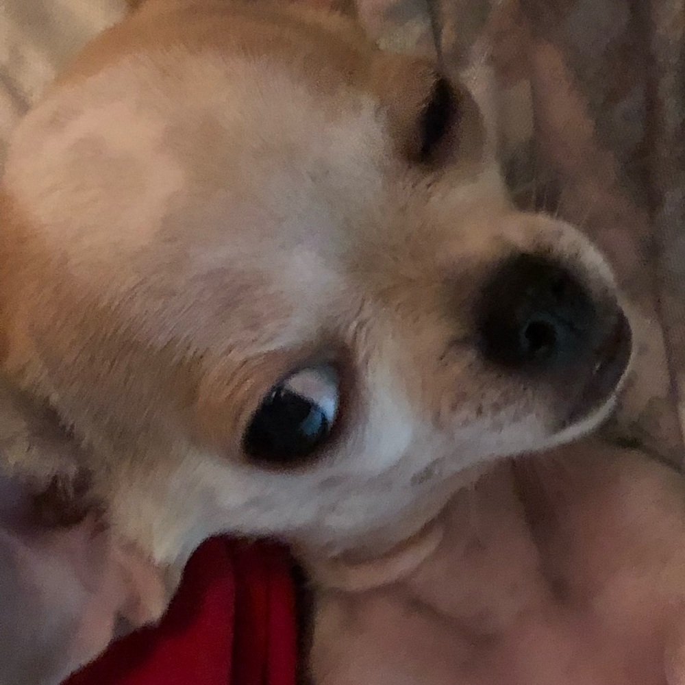 Meet your Posher, Samtiago